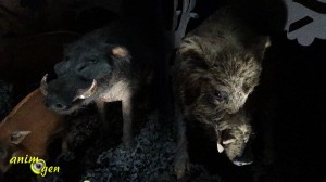 Plongée initiatique dans la Nuit au jardin des Plantes à Paris