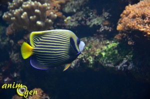 Poisson-ange empereur, Ange de mer impérial, ou Pomacanthus imperator