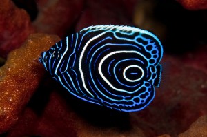 Poisson-ange empereur, Ange de mer impérial, ou Pomacanthus imperator