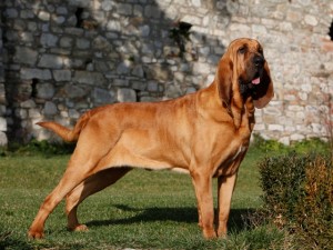 Le Saint Hubert, ou Bloodhound, un aristocrate qui a du flair