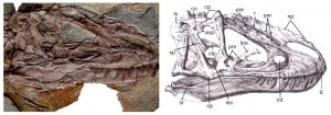 A la découverte du tyrannosaure à plumes ! (Yutyrannus huali, tyran à plumes)