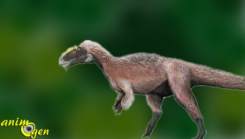 A la découverte du tyrannosaure à plumes ! (Yutyrannus huali, tyran à plumes)