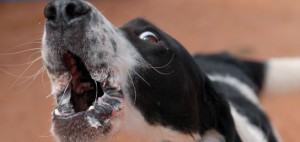 Quelles sont les races de chiens qui aboient le plus ?