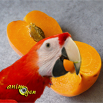 L'abricot, un fruit d'été pour perroquets vitaminés