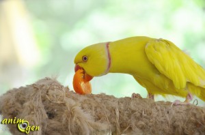 L'abricot, un fruit d'été pour perroquets vitaminés