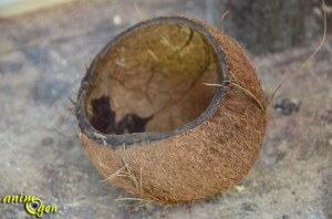 Cabane perchée en noix de coco pour rongeurs (fabrication,tutoriel,test)