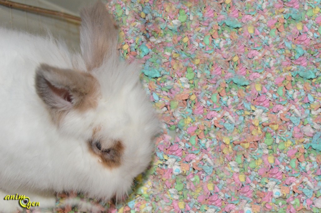 Litière "Confetti" pour rongeurs, oiseaux, furets, reptiles et lapins (Healthy Pet)