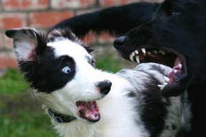 Comportement : l'influence du sexe et de la race des chiens sur leur agressivité