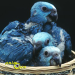Mutations : mythe de l'oiseau bleu, Amazone à nuque jaune (Amazona auropalliata)