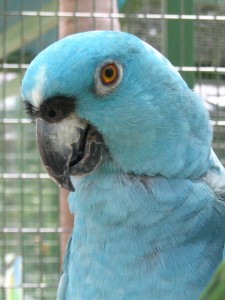 Mutations : mythe de l'oiseau bleu, Amazone à nuque jaune (Amazona auropalliata)