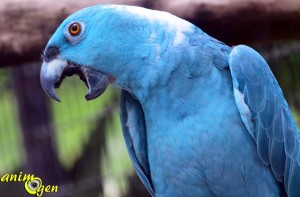 Mutations : mythe de l'oiseau bleu, Amazone à nuque jaune (Amazona auropalliata)