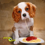Alimentation : pourquoi les chiens digèrent-ils l'amidon ?