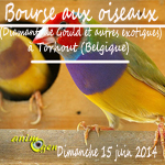17 ème Bourse aux Diamants de Gould et autres oiseaux exotiques à Torhout (Belgique), le dimanche 15 juin 2014