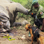 Les chiens du Parc des Virunga traquent les braconniers au Congo