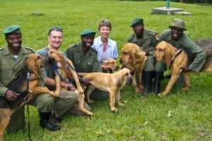 Les chiens du Parc des Virunga traquent les braconniers au Congo