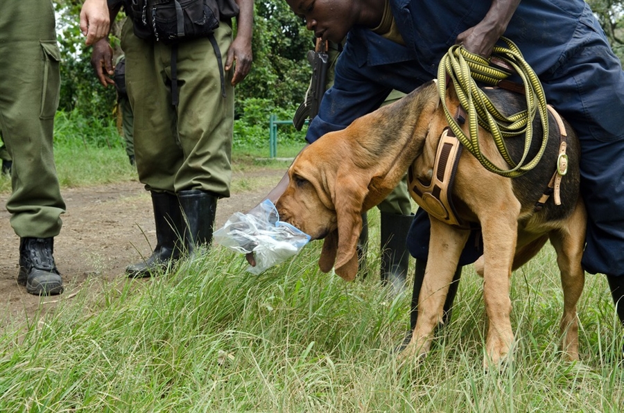 Les chiens du Parc des Virunga traquent les braconniers au Congo