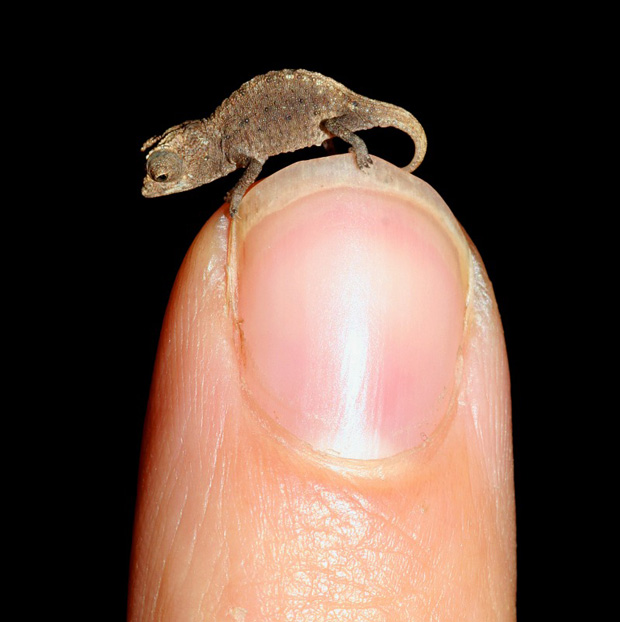 http://www.animogen.com/wp-content/uploads/2014/06/cam%C3%A9l%C3%A9ons-d%C3%A9couvertes-brookesia-micramadagascar-nosy-hara-reptiles-sauvages-animal-compagnie-animaux-animogen-1.jpg