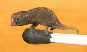 Reptiles : le plus petit caméléon au monde vit à Madagascar