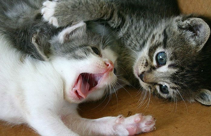 comportement-les-chatons-durant-leur-croissance-de-la-naissance-la