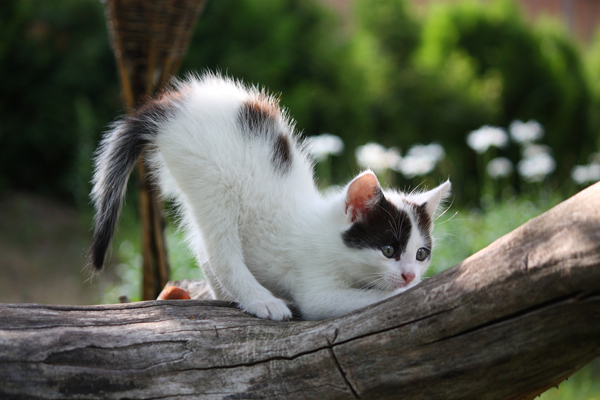 Comportement : les chatons durant leur croissance (de la naissance à la maturité sexuelle)