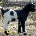 Naines, miniatures ou pygmées, les petites chèvres sont-elles un accident génétique ?