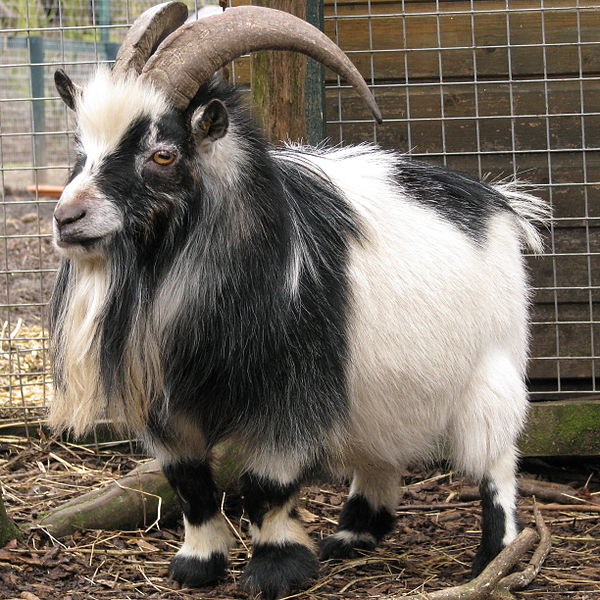 Naines, miniatures ou pygmées, les petites chèvres sont-elles un accident génétique ?