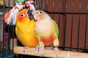 Les perroquets peuvent-ils s'entendre s'ils ne sont pas de la même espèce ?