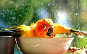 La Conure soleil, ou Aratinga solstitialis