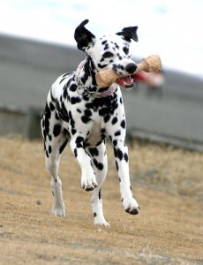 Le Dalmatien