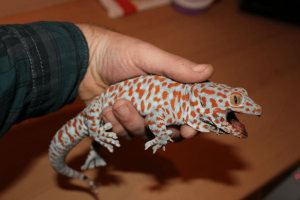 Le gecko Tokay, ou Gecko gecko, lézard chanteur d'Asie