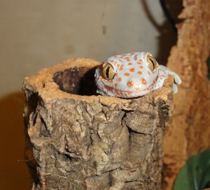 Le gecko Tokay, ou Gecko gecko, lézard chanteur d'Asie