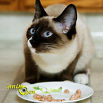 Alimentation : comment nourrir les chattes durant la gestation et l'allaitement des chatons ?