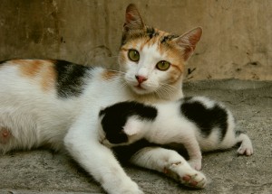 Alimentation : comment nourrir les chattes durant la gestation et l'allaitement des chatons ?