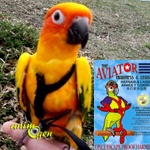 Harnais Aviator pour perroquet : comment choisir la bonne taille ?