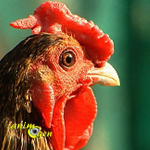 Comportement : comment savoir si nos poules sont heureuses ?