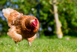 Comportement : comment savoir si nos poules sont heureuses ?