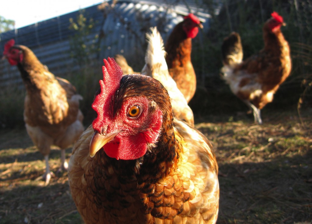 Comportement : comment savoir si nos poules sont heureuses ?