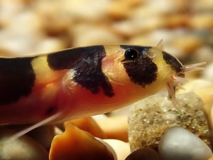 Le Khuli, Loche svelte ou Pangio khuli hôte discret des aquariums d'eau douce