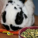 Quelles portions de graines, granulés et aliments frais donner à un lapin nain ?