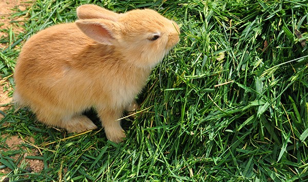 Quelles portions de graines, granulés et aliments frais donner à un lapin nain ?