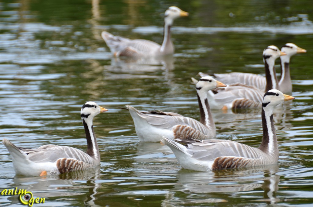 L'oie à tête barrée (Anser indicus), un Anatidé de haut vol