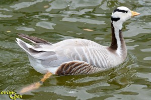 oie-tête-barrée-Anser-indicus-oiseau-basse-cour-origines-maintenance-élevage-comportement-espèce-caractère-ponte-reproduction-animaux-animal-oiseaux-compagnie-animogen-4