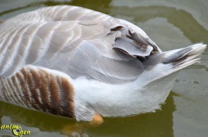 L'oie à tête barrée (Anser indicus), un Anatidé de haut vol