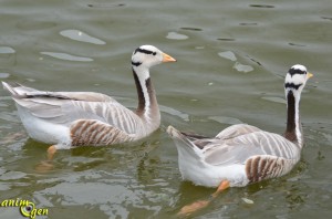 L'oie à tête barrée (Anser indicus), un Anatidé de haut vol