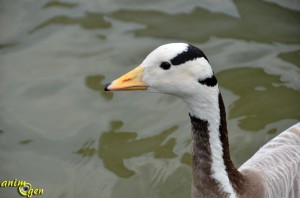 L'oie à tête barrée (Anser indicus), un Anatidé de haut vol