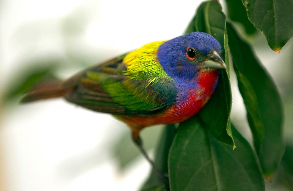 Le Pape de Louisiane, ou Passerina ciris, un oiseau haut en couleurs