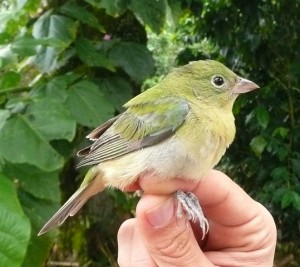 Le Pape de Louisiane, ou Passerina ciris, un oiseau haut en couleurs