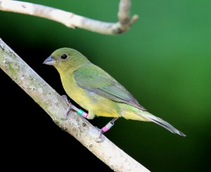 Le Pape de Louisiane, ou Passerina ciris, un oiseau haut en couleurs