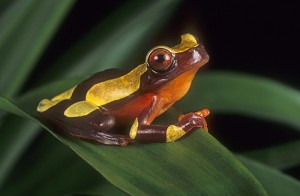 La rainette à bandeau (Hyla leucophyllata)