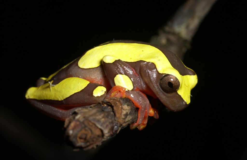La rainette à bandeau (Hyla leucophyllata)